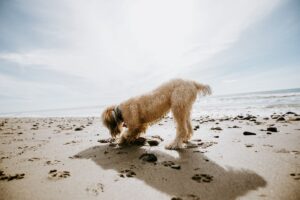 Golden Doodle spielt im Sand am Ocean Beach