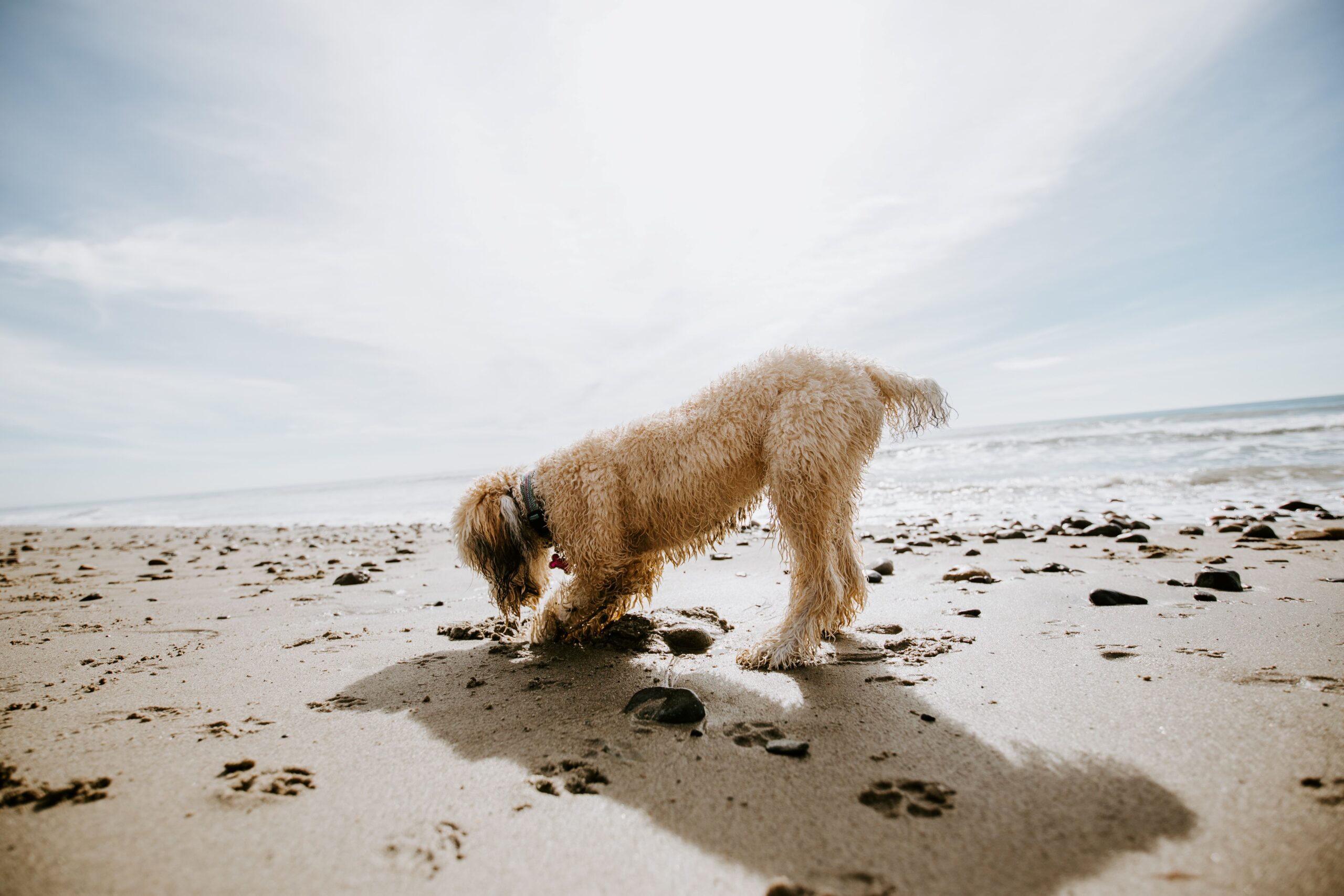 Golden Doodle spielt im Sand am Ocean Beach